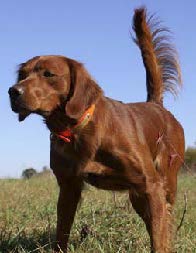 Restless Red Toolman (