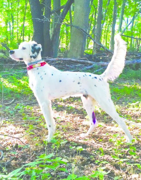 Big Run Rebel Second in the Northern Bucks Bird Dog Club Amateur Shooting Dog Stake