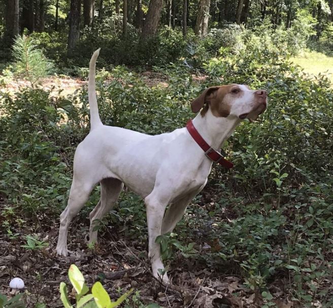 Ravenwood Gemstone First in the Mid-Carolina Field Trial Club Open Shooting Dog Stake