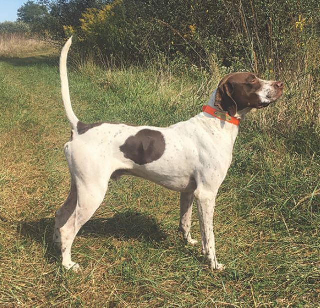 Springflow's Backcountry P Second in the Chesterfield Field Trial Club A.D. Hurst Amateur Shooting Dog Classic