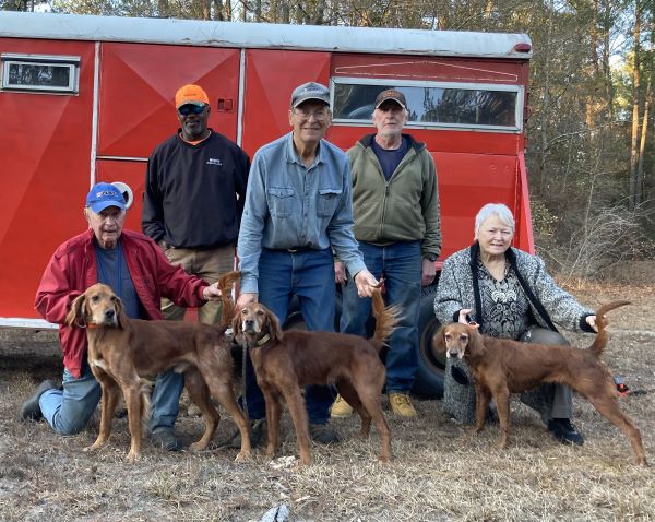 American Red Setter ASDF23