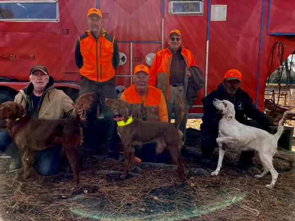 American Red Setter OWSDF23