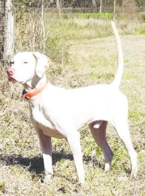 Rester's Cajun Carlie, Second in the Charles Farquhar Amateur All-Age Stake