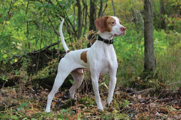 Cal Peak Hundredth Meridian22-