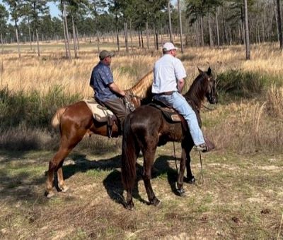 carolina celebration judgess23-