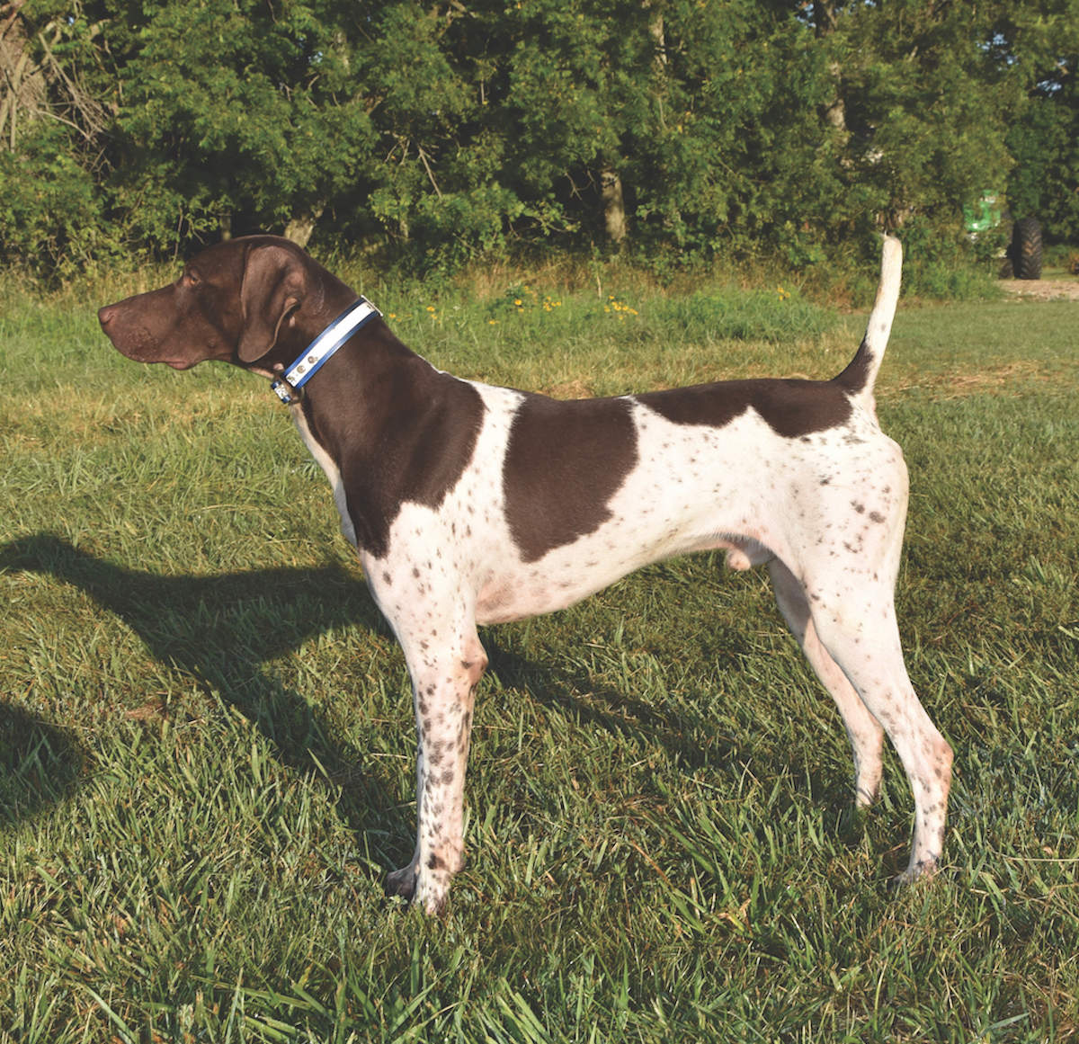 Central WI Vizsla Club