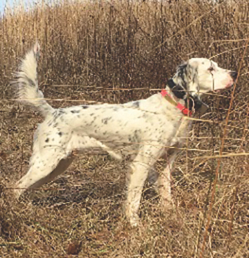 Doodle Ridge Fern, Second in the Amateur Shooting Dog Stake