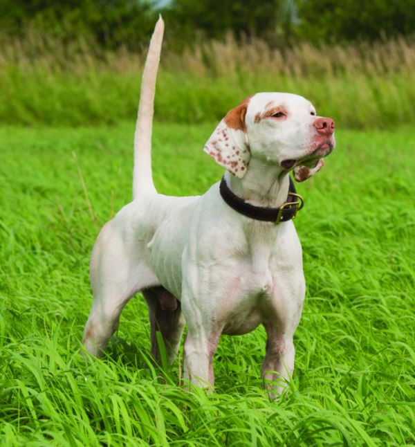 Touch's Red Rider, First in the Open All-Age Stake