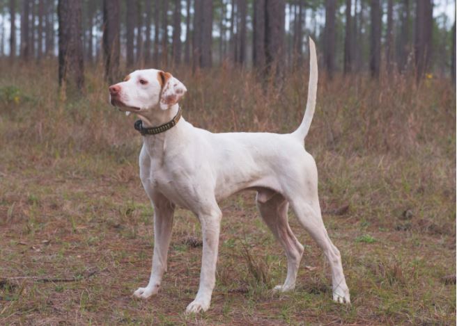 Touch's Gallatin Fire, Second in the Open All-Age Stake