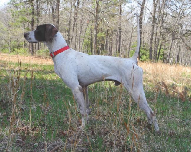 Urban Fantasy, Winne of the Garden State Open Shooting Dog Championship