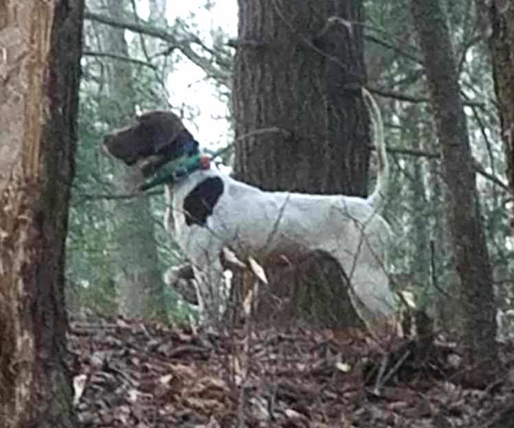 Grand National Grouse Championship 2