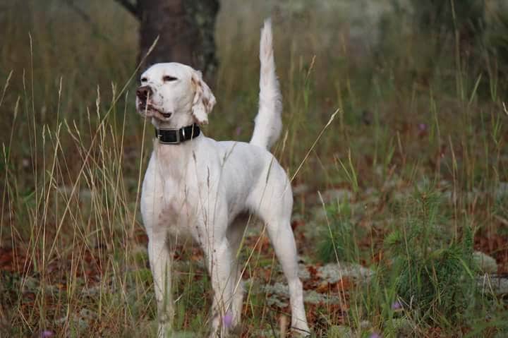 Grand National Grouse Championship 4