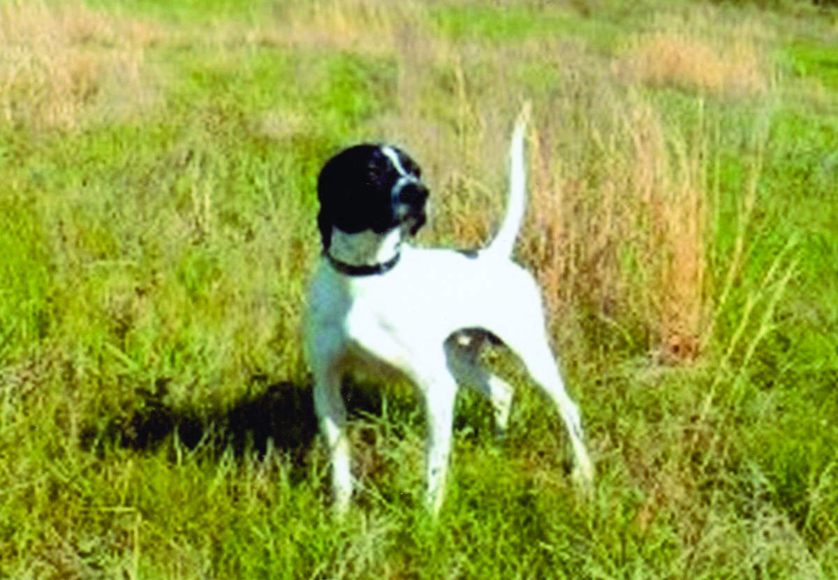 jimforks-black-river