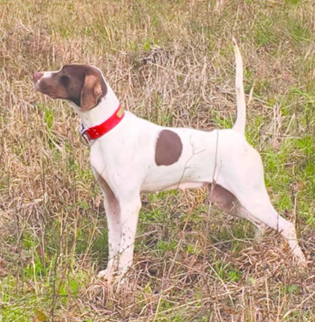 Miller's Blazing Hot Chick, First in the Open Shooting Dog Stake