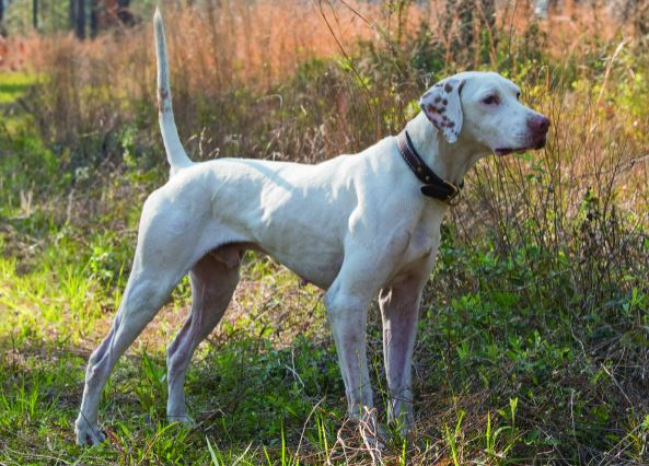 Miller Unfinished Business, Runner-Up in the Masters Open Shooting Dog Championship