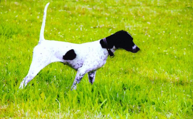Pure Gossip, Winner of the Midwest Open Shooting Dog Championship