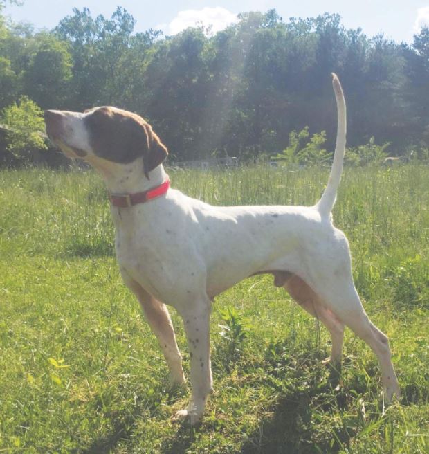 Chelsea's Thunder Bolt Winner of the Mississippi Open Shooting Dog Championship