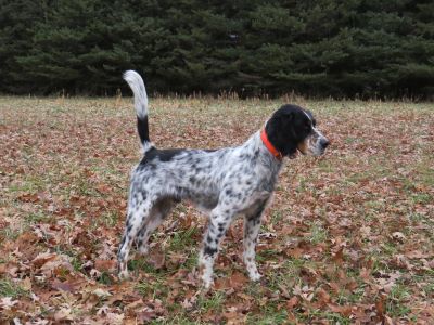 Moss Meadow Seeker S23-