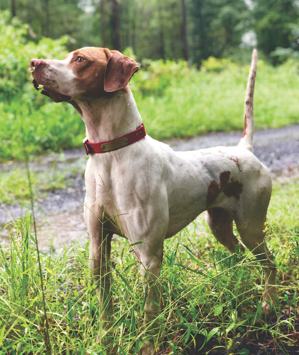 Jerry on Fire, Third in the Amateur Shooting Dog Stake