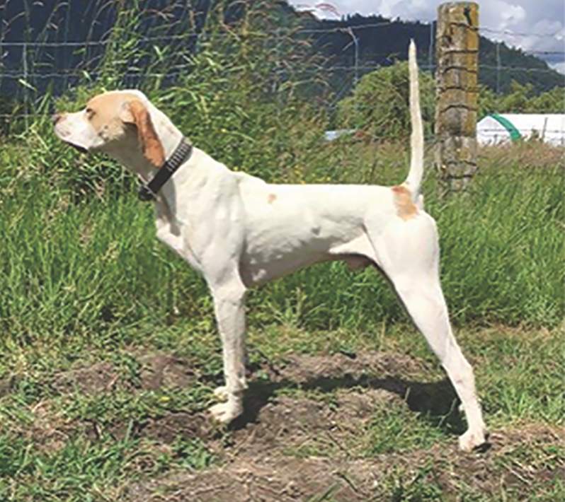 Hirollins Talkin Smack, Winner of the National Amateur Walking Shooting Dog Championship