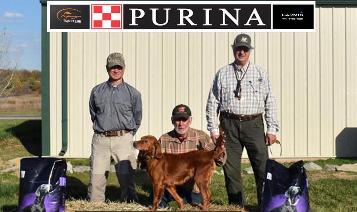 National Red Setter Championship 4