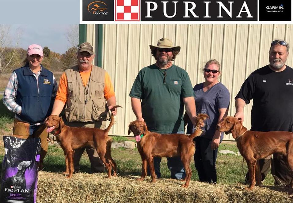 National Red Setter Championship 6