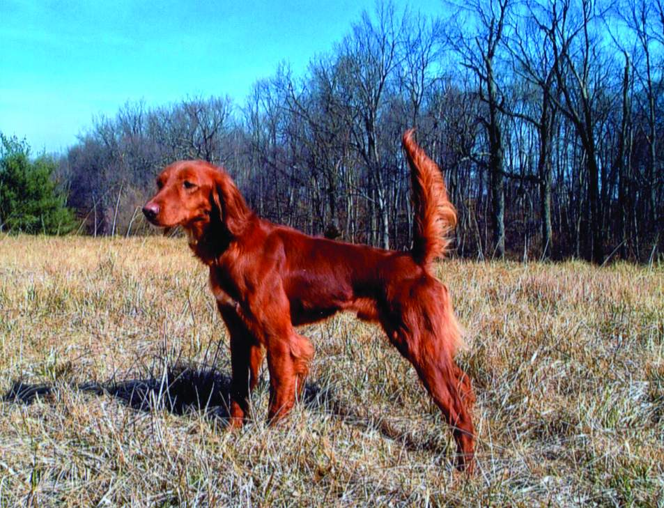 National Red Setter Championship 7
