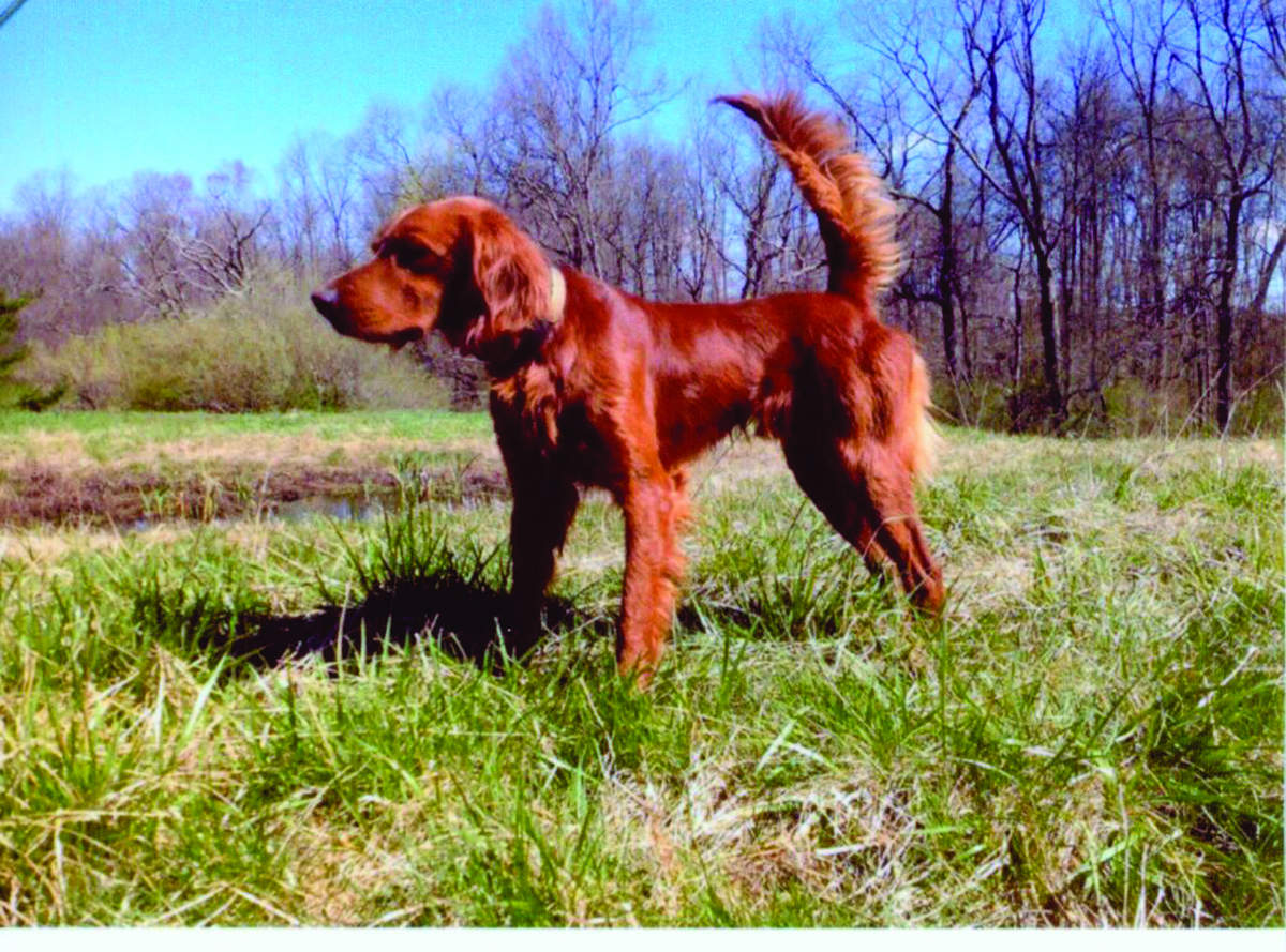 National Red Setter Championship 8