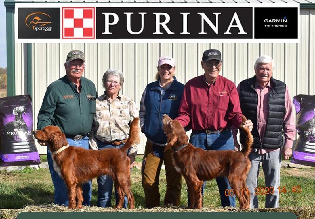 National Red Setter Championship