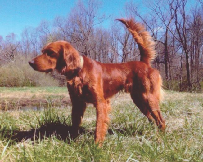 Gratitude, Runner-Up in the National Red Setter Open Shooting Dog Championship