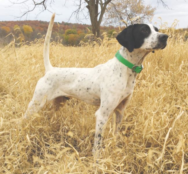 Glassilaun War Paint, First in the Open Shooting Dog Stake