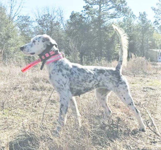 Erin's Deja Vu, Runner-Up in the NBHA Eastern Regional Championship