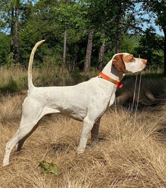 Absolute Dominator, Second in the 8th New England Shooting Dog Futurity
