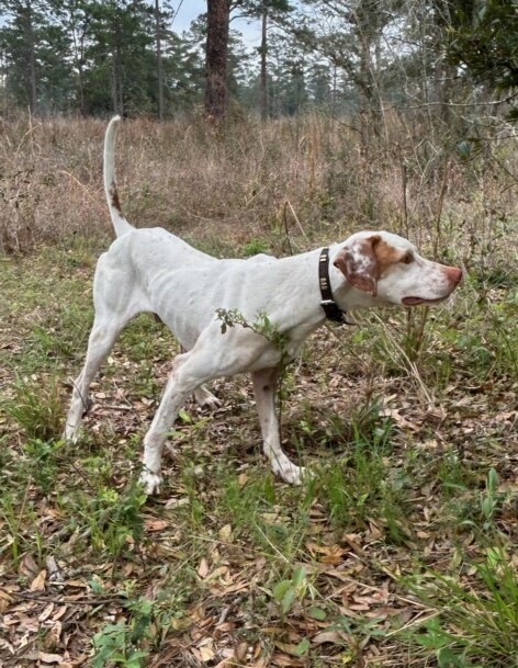 Nonamis Johnny Come LatelyF23-