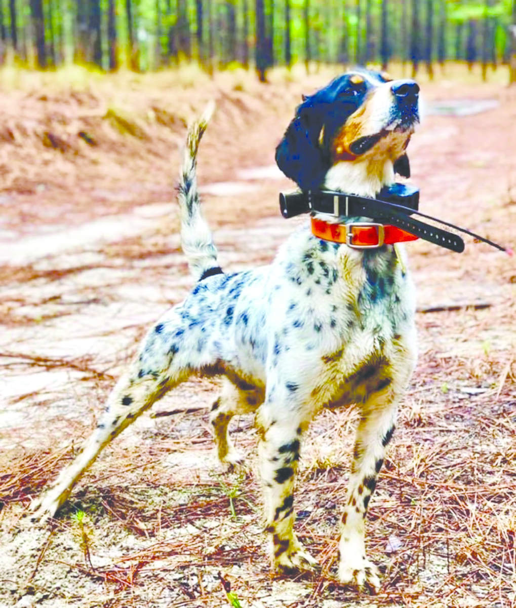 Pennsylvania Grouse Championship 3