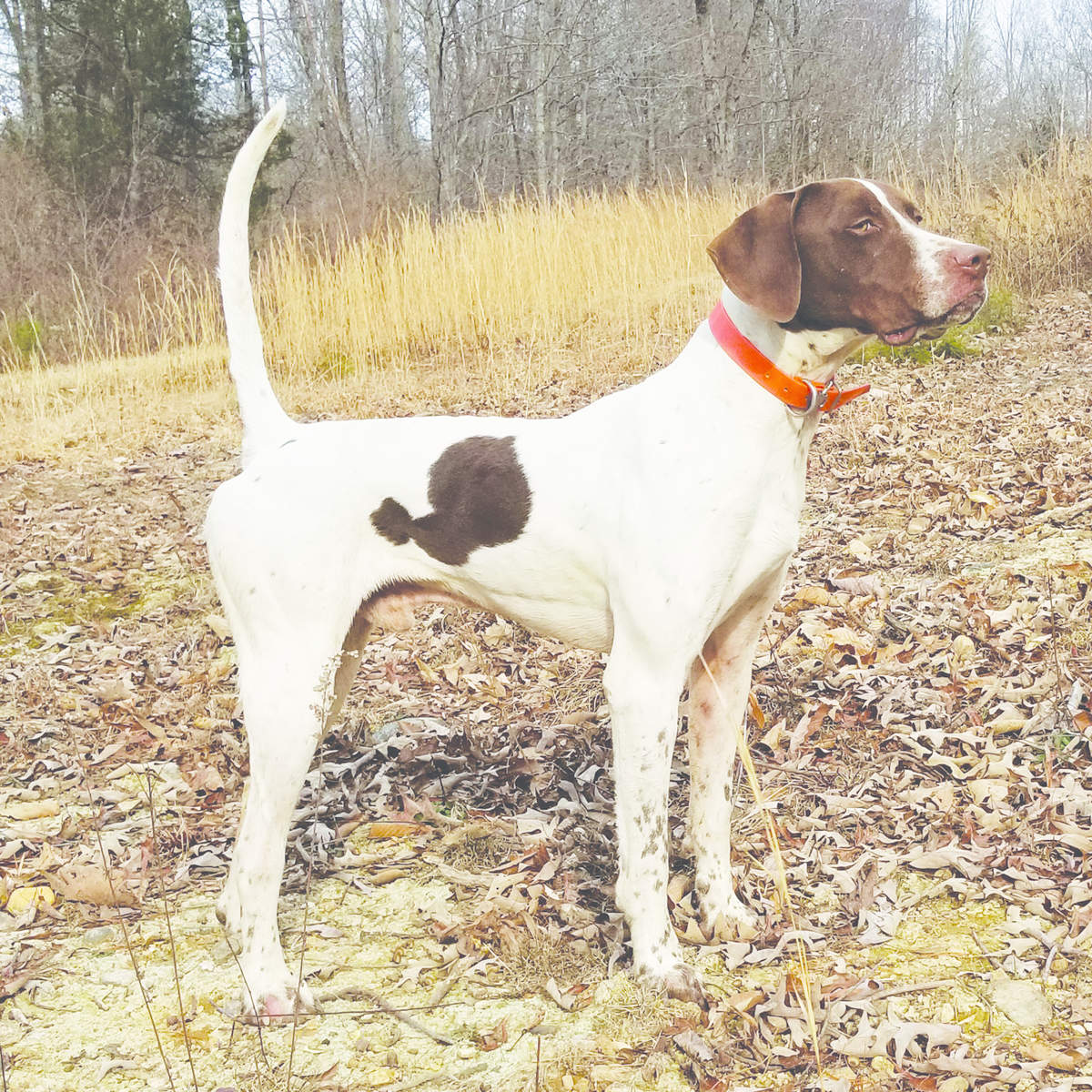 Mohawk Mill Trail Warrior Second