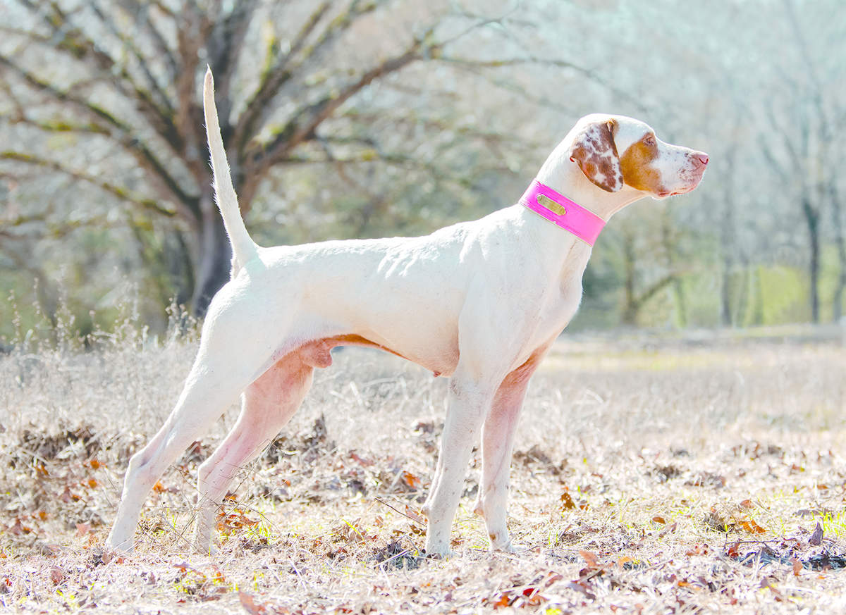 Quail Championship Invitational 3