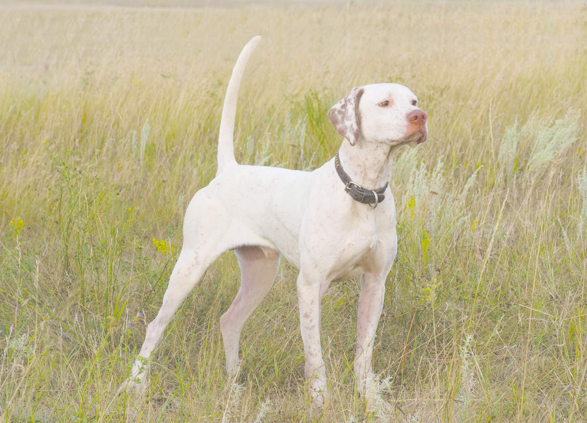 Quail Championship Invitational 4