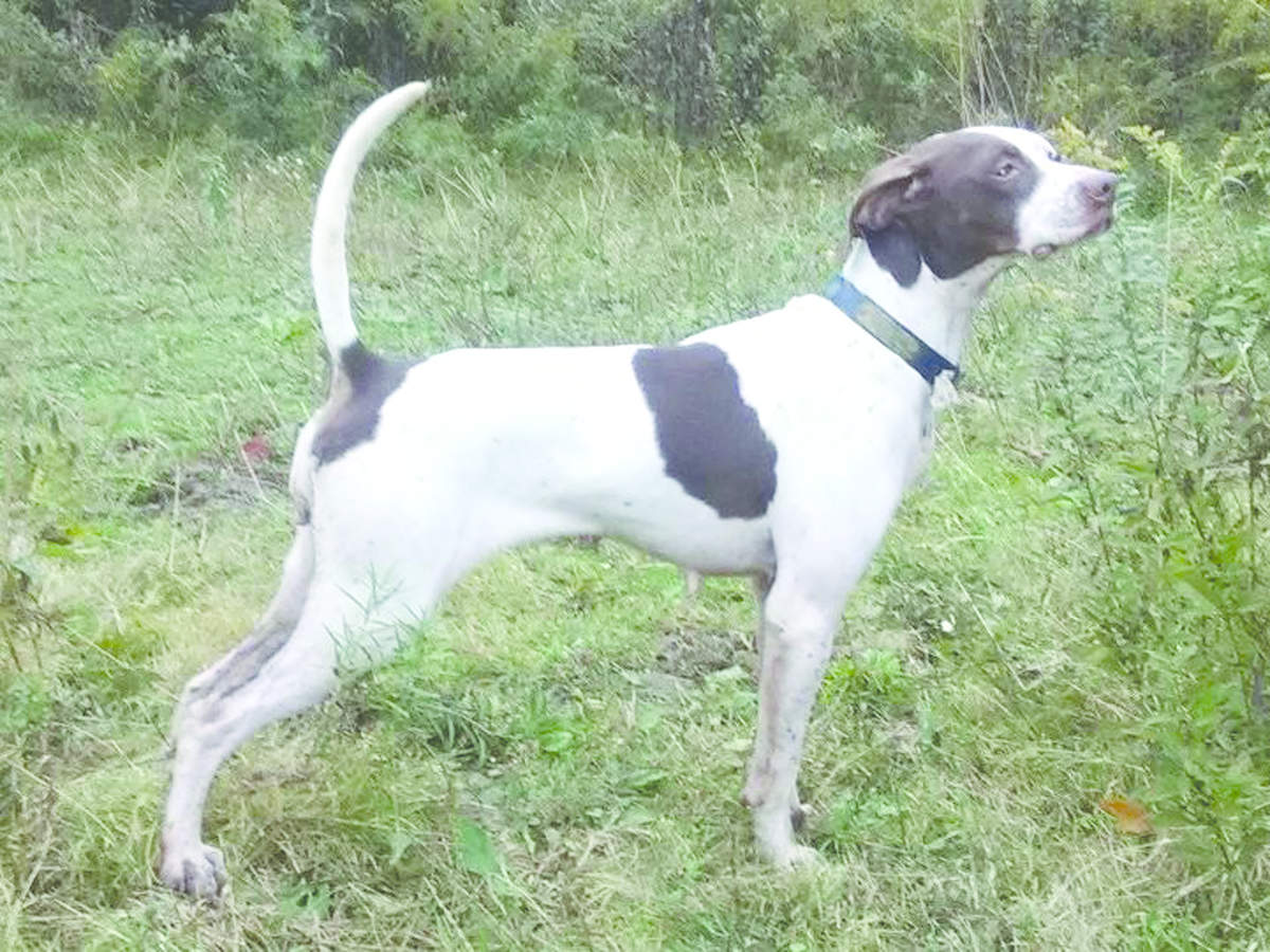 Region 1 Amateur Shooting Dog Championship 3