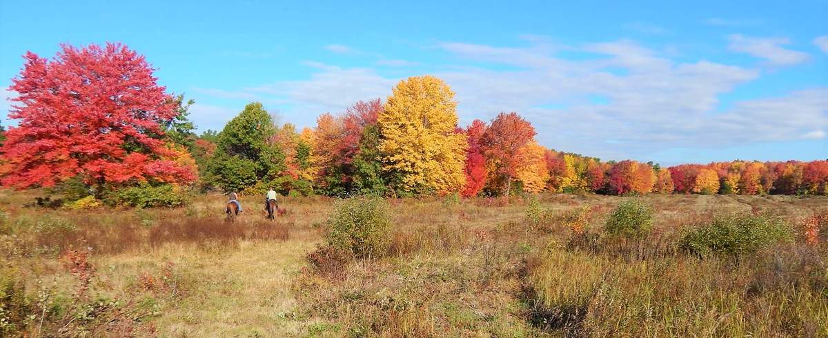 Region 1 Amateur Shooting Dog Championship