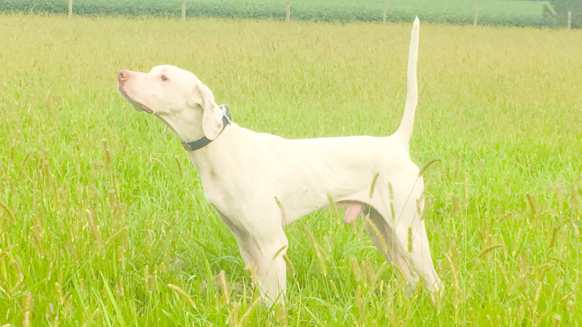 Region 4 Amateur All-Age Championship