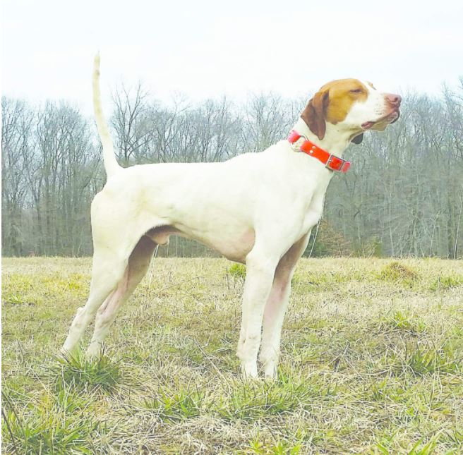 Nottingham's Storm Warning, First in the Amateur Shooting Dog Stake