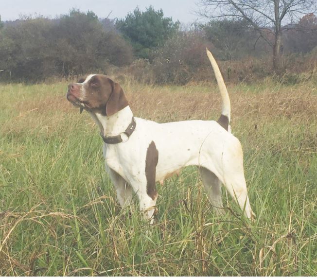 Jubullee, Second in the Amateur Shooting Dog Stake