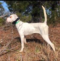 Santee River Texas Ranger Second Open SD Stake