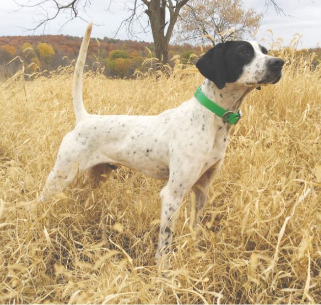 Glassilaun War Paint, Winner of the U.S. Complete Great Lakes Regional Open Walking Shooting Dog Championship
